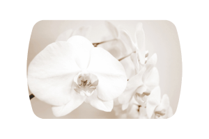 Стол обеденный "Бостон-Лунная орхидея" 900*600ов.(опора триумф) фотопечать