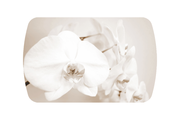 Стол обеденный "Бостон-3 Лунная орхидея " 1100*700 триумф
